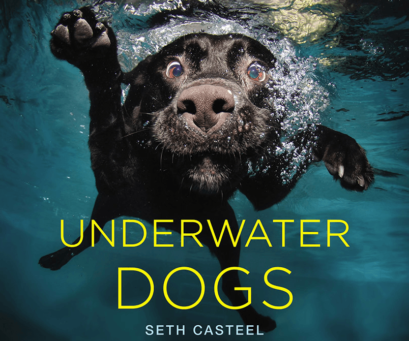 Clever photographs of dogs underwater