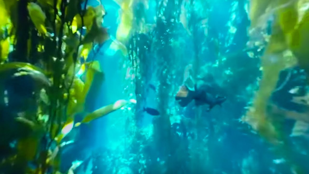 Use your smartphone or tablet to explore a 360º aquarium on YouTube